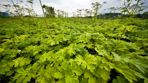Champ de berce du Caucase envahissante étalée montrant des feuilles et des fleurs vertes