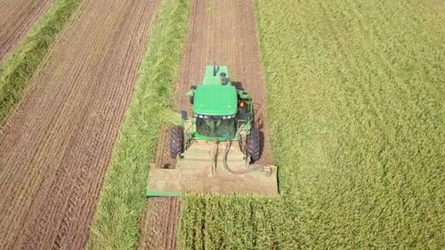 Combinez la récolte du blé pour l'ensilage dans un grand champ, suivi aérien