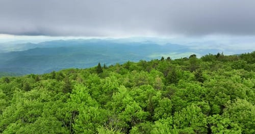 Humid Forest in North Carolina Appalachian Mountains USA American Nature in Summer Rain Season