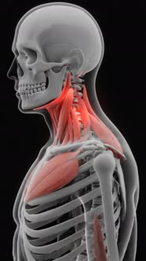 Animated Human Anatomy with Highlighted Upper Body Muscles