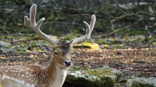 Male Fallow Deer with Antlers in Forest
