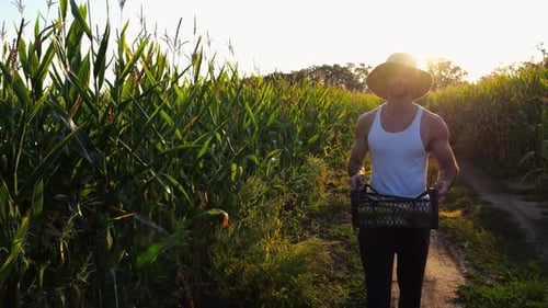 Male Farmer with Plastic Harvest Box Explores Green Corn Stems While Going at Field Young Handsome