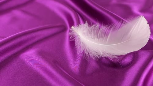 White swan feathers fall on violet silk. Slow motion.