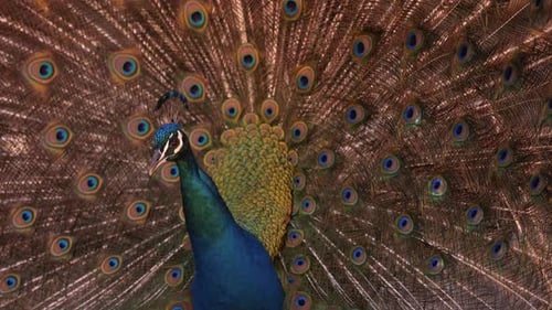 Close Up Peacock with Feathers Displayed Outdoors