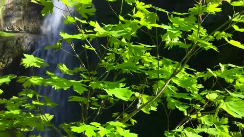 Close up tree leaves with beautiful waterfall background during sunset.