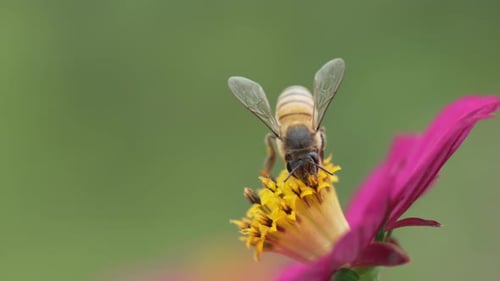 Honeybee Pollinating Pink Flower in Close Up Shot