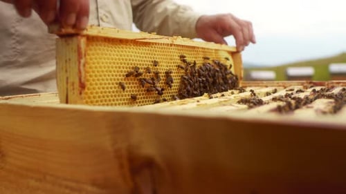 Beekeeper Removing Honeycomb From Beehive Person in Beekeeper Suit Taking Honey From Hive Farmer