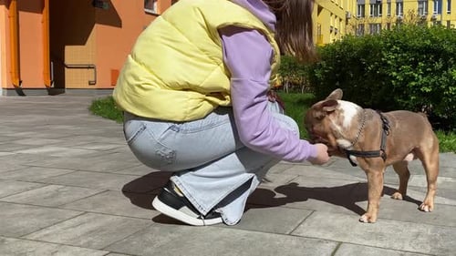 Young Adult Petting Bulldog in Urban Setting
