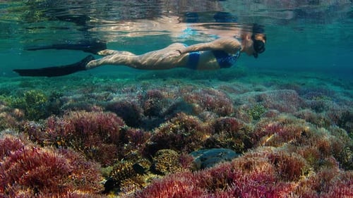 Young Woman Swims Underwater Over the Coral Reef Freediver Snorkeling Over the Vivid Coral Reef with