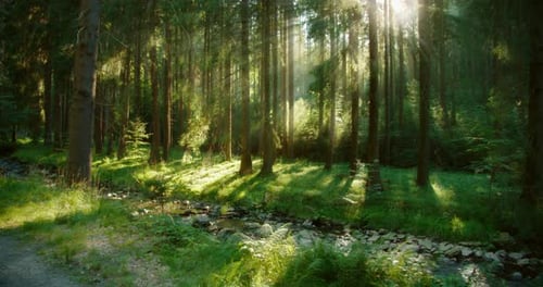 Forêt verte paisible avec la lumière du soleil projetant de longues ombres à travers les arbres près d'un petit ruisseau forestier