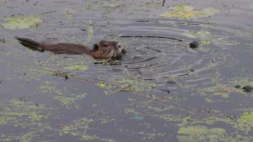 a nutria swims through a lake in search of food