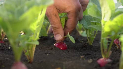 Radishes being harvested. Close-up.
