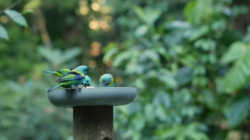 Bandada de tangaras de cabeza verde comiendo fruta en el bosque atlántico