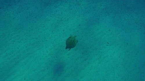 Top view of Sea Turtle swimming over sandy seabed and scratching its shell with its front flipper