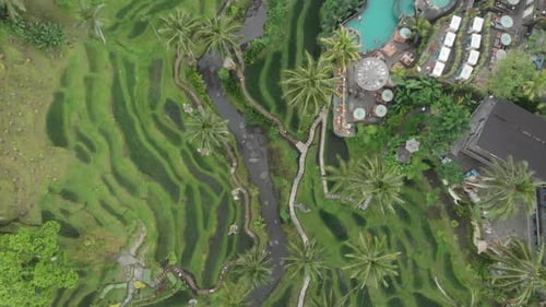 Green rice terraces of Bali, near Tegallalang village, Indonesia