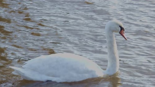 weißer Schwan, Vogeltier auf dem See, Fluss