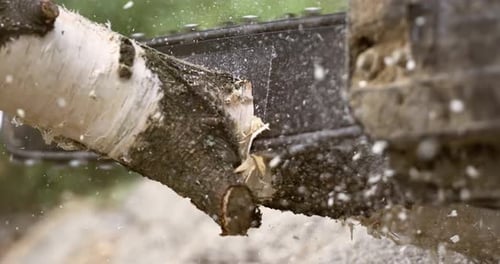 Chainsaw Cuts Birch Tree Branch Lumberjack Logging