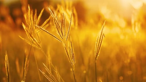 Golden Grasses Swaying Gently in a Rural Field