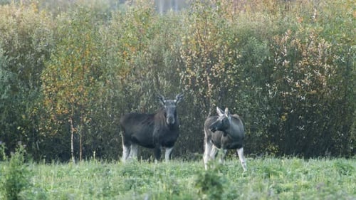 Wilder kleiner Elch frisst Gras auf der Wiese, Abenddämmerung