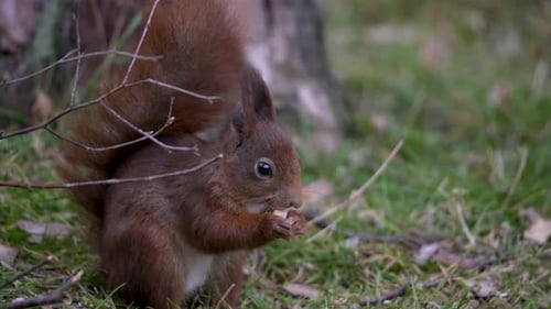 Rotes Eichhörnchen sitzt aufrecht im Gras zum Freßen.Nahaufnahme