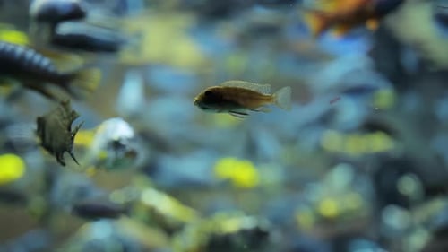 Close Up Footage of Many Small Tropical Fishes Swimming Under the Water Tropical Underwater Fishes