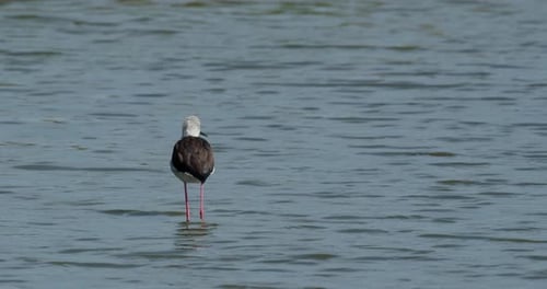 Seen from its back looking to the left and then to the right, Black-winged Stilt Himantopus himantop