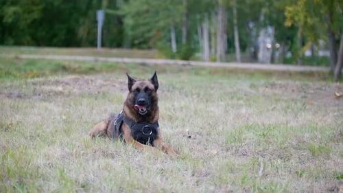 Happy Dog Resting on Grass in Park Area