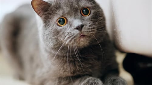 Britische Kurzhaarkatze mit orangefarbenen Augen, die auf dem Boden liegt und sich umschaut