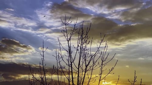 Dry Tree And Sea In Sunset Light 1