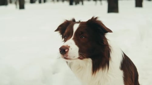 Closeup of Border Collie Among the Snow in the Park Dog Pet Sitting on the Snow Portrait of a The