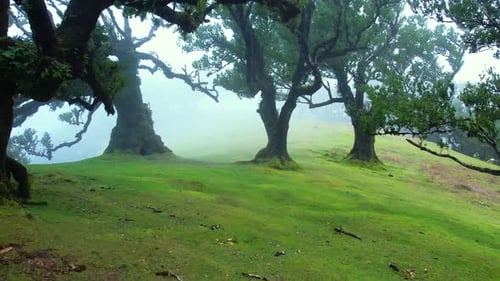 Fanal Forest on Madeira Island