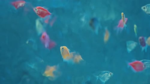 Vibrant Display of Colorful Fish Swimming in Aquarium with Flowing Water Against a Blue Background