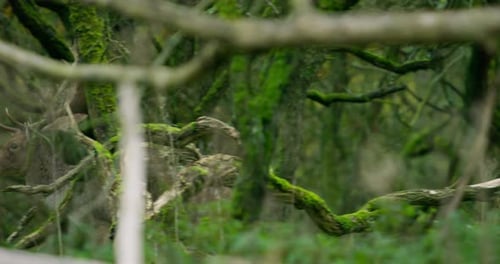 Majestic Deer Standing in Forest
