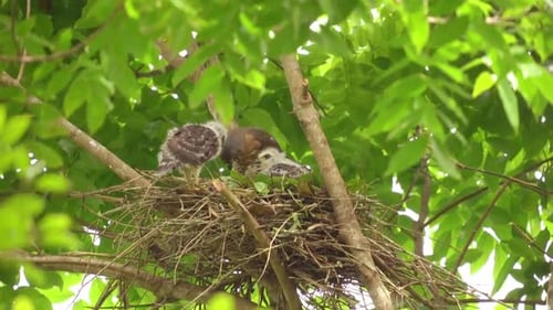 une palombe huppée nourrit deux oursons dans le nid