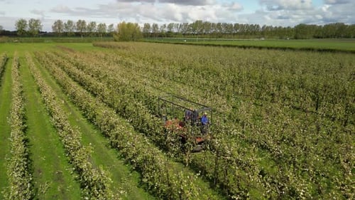 Aerial view of orchard with workers, Netherlands.