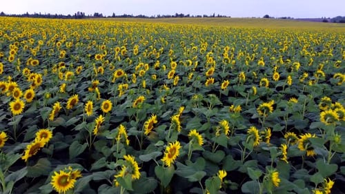Sonnenblumenfeld