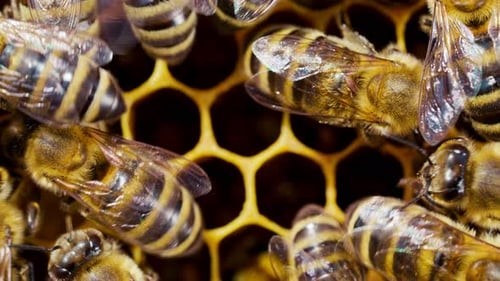 Extreme Closeup of Small Hardworking Bees Producing Delicious Honey in Honeycomb in Beehive