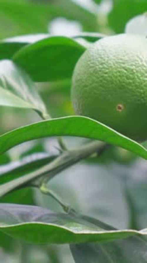 A Closeup of a Green Orange Hanging on a Tree Tropical Fruits on a Tree Vertical Video