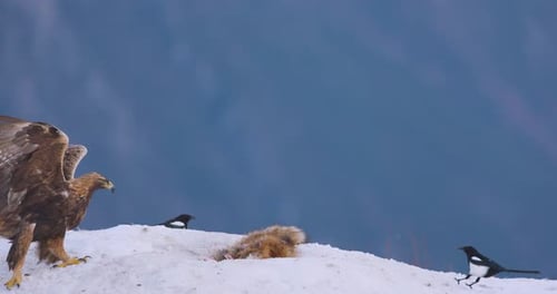 Golden Eagle in Winter Landscape Over the Fjords of Telemark Norway