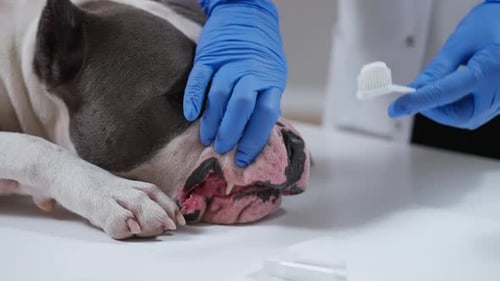 This Video Shows Dental Hygiene for Pets Emphasizing Dog Care
