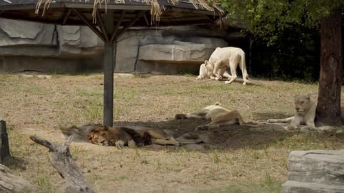 A Group of Lions Feeling the Hot Heat of Summer at the Nangong Forest Wild Zoo