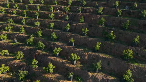 Terraced Beauty Cinematic Drone Reveals the Splendor of Avocado Groves ...