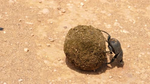 A rare Addo dung beetle struggling to roll a dung ball across some sandy terrain. Addo Park, South A