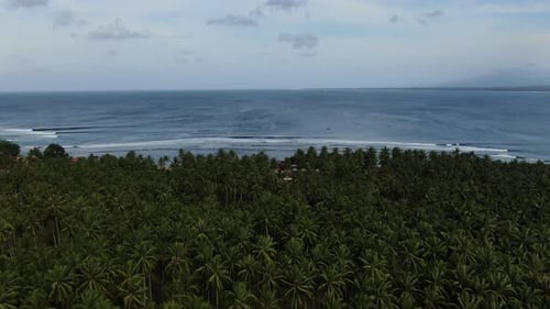 coconut tree forests and beautiful beaches during the day aerial view