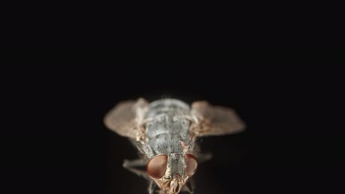 La caméra se rapproche et passe au-dessus de la mouche verte vue d'en haut, prise macro sur fond noir.