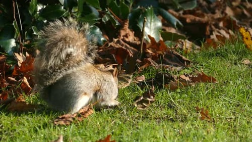 Little squirrel eating nuts in a park next to dry autumn leaves. Filmed in Chester, England