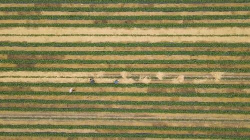 Aerial View of Workers Working in the Field Several Workers Arrange Straw Between Rows of Strawberry