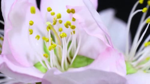 Close Up White Flower Blossoming on Black Background