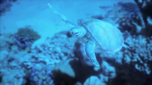 Eine Meeresschildkröte, die auf dem Meeresboden schwimmt