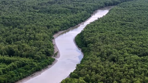 Aerial drone view of mangrove river winding through forest